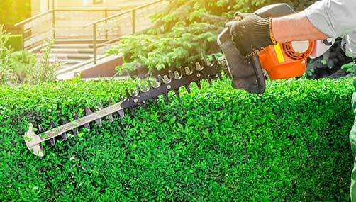 professional hedge trimming