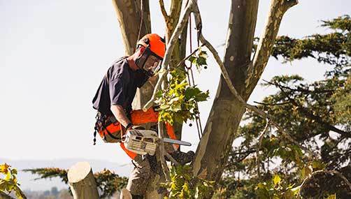 Tree removal Christchurch