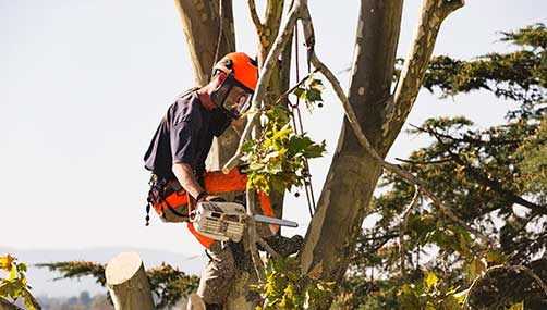 Tree removal Christchurch