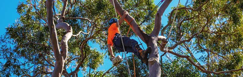 arborist up tree in Christchurch trimming and pruning